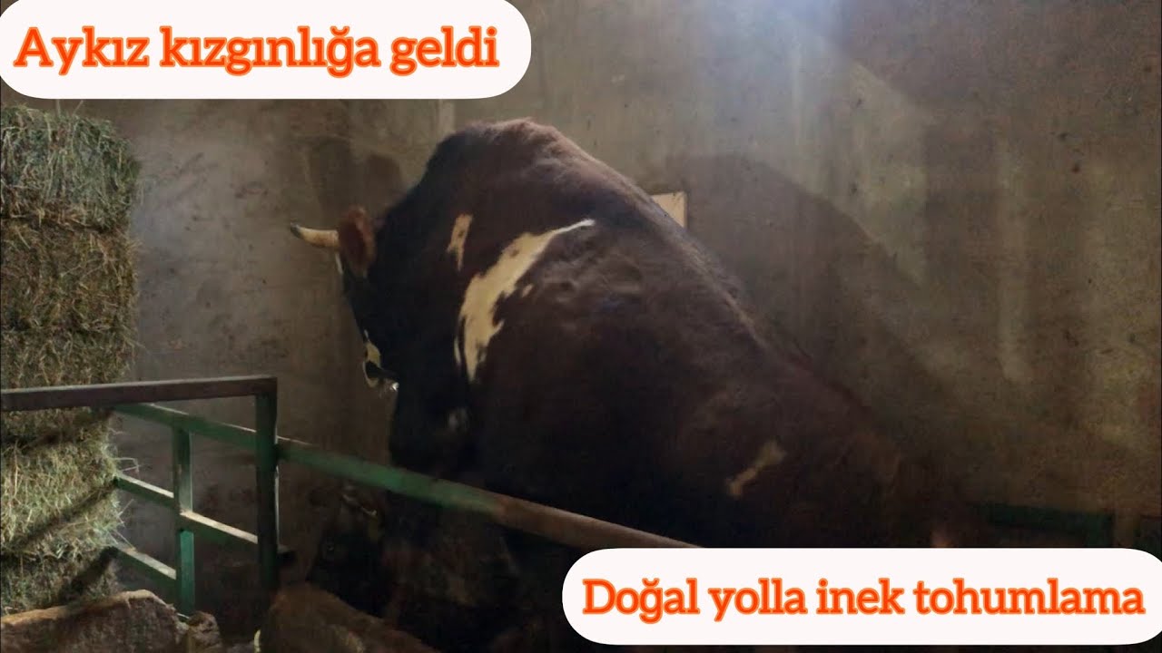 Aykız kızgınlığa geldi/Tosunla çiftleştirdik(ineklerde organik tohumlama)