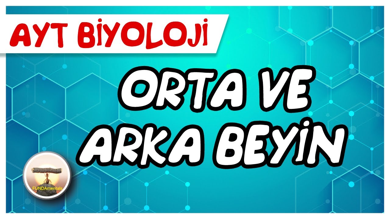 AYT Biyoloji / Orta ve Arka Beyin #sayfa 20