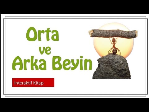 AYT Biyoloji /Orta ve Arka Beyin #sayfa 20