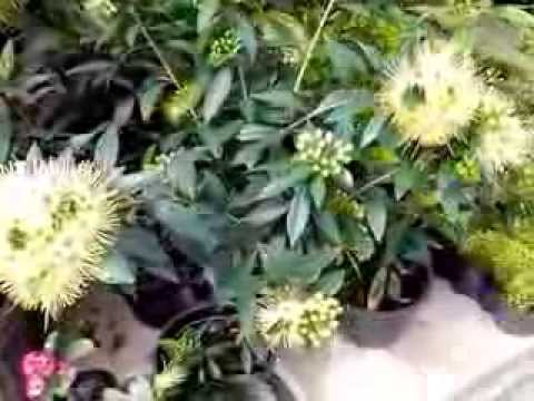 Ayurvedic Medicinal Plants in Sri Lanka