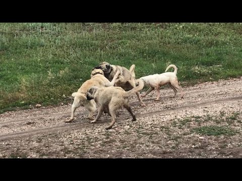 AZAP VE KRAL ÇOK KÖTÜ BOĞUŞTU
