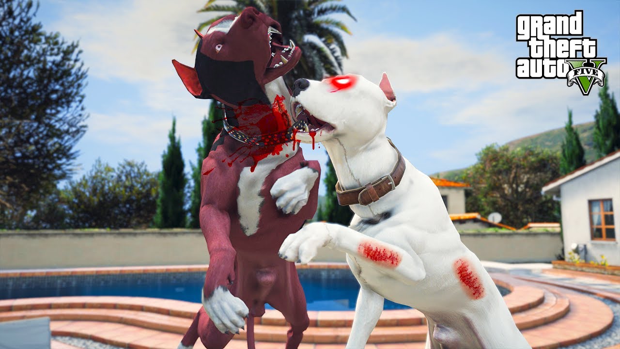 BABALARIN SAVAŞI! BEYAZ PİTBULL JACK VS ESKİ KRAL ARES! - GTA 5