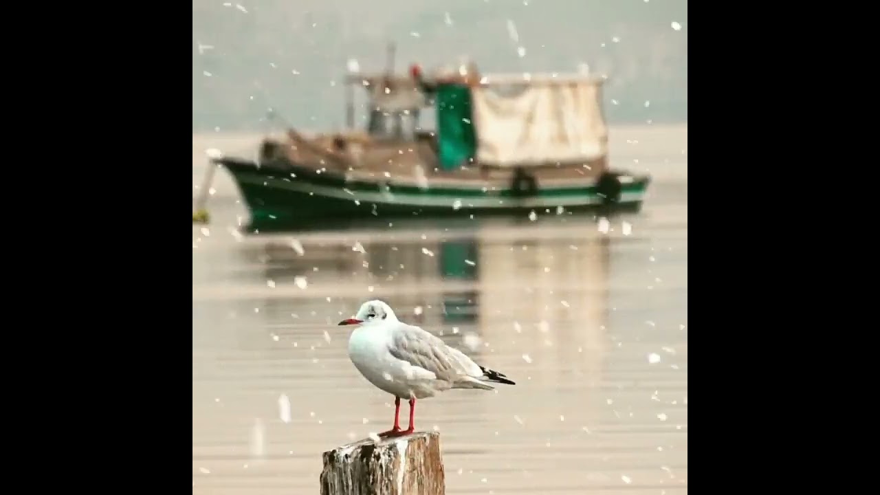 Baba'ni unutma yavrum.
