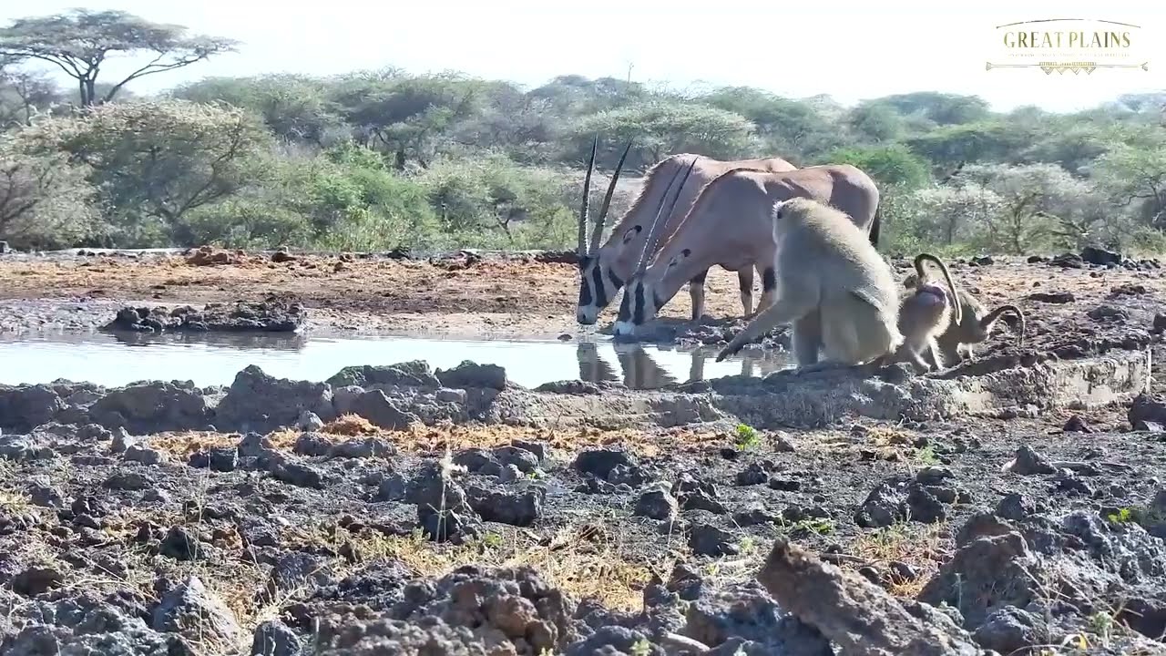 Baboons Mating *Not for sensitive viewers* #Shorts | Great Plains Conservation