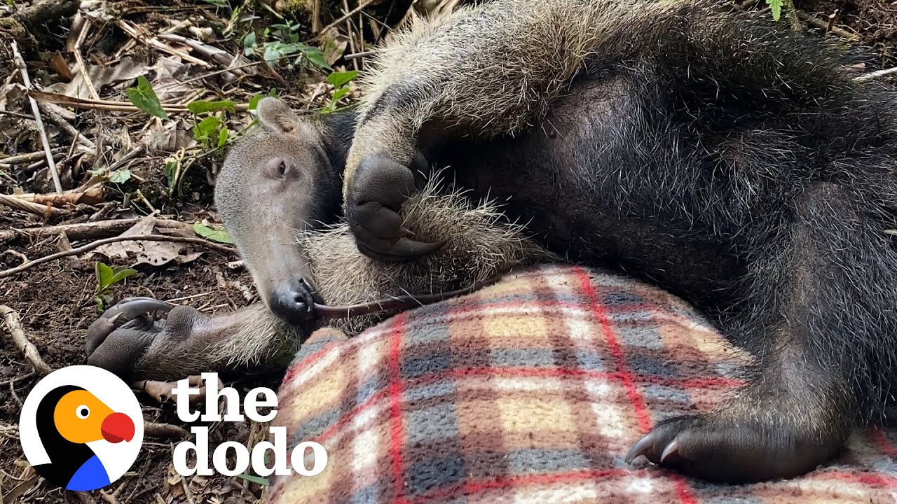 Baby Anteater Would Much Rather Nap Than Forage For Ants | The Dodo