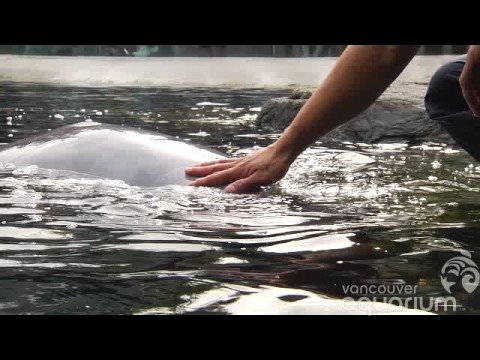 Baby Beluga With Trainers