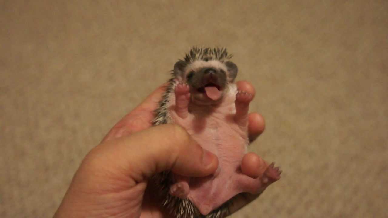 Baby Hedgehog Yawn