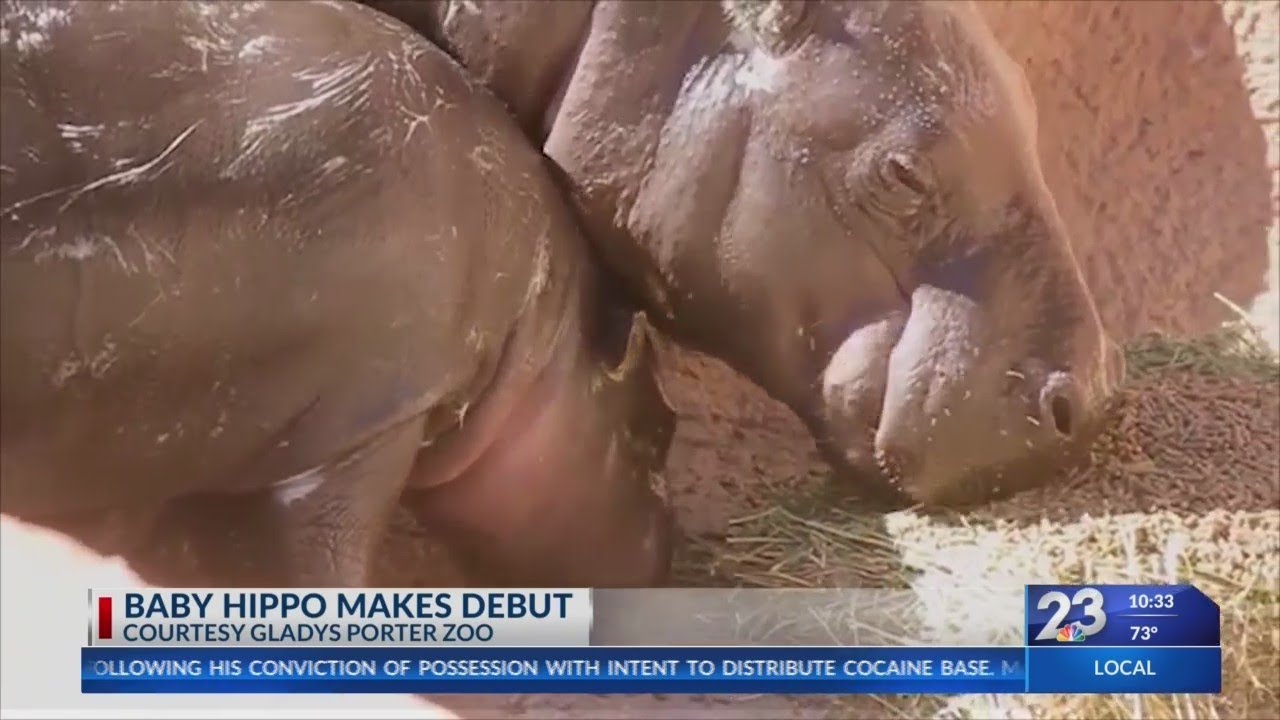Baby Hippo Makes Debut at Glady's Porter Zoo