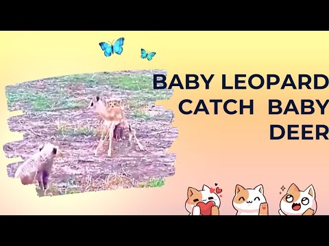 baby leopard catch baby deer (98)
