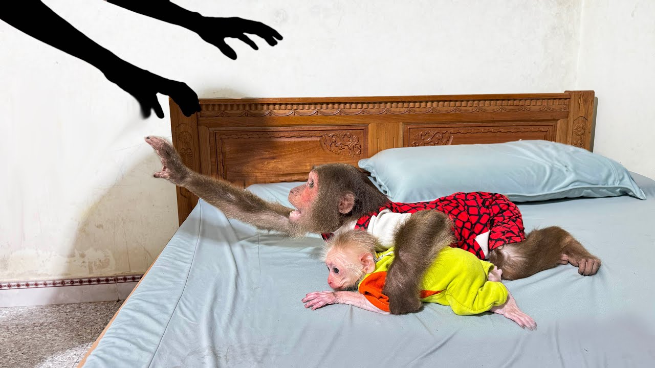 Baby monkey & CUTIS face the most terrifying thing ever ! OMG😱