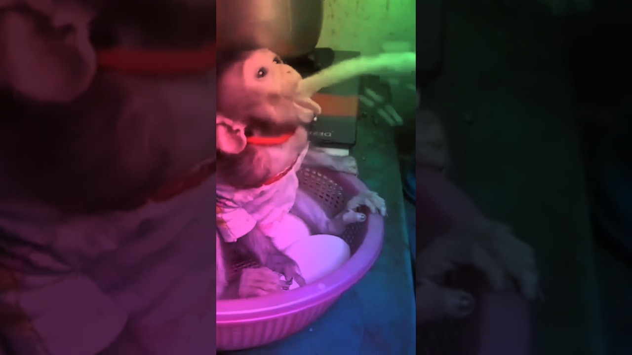 baby monkey milk squirting