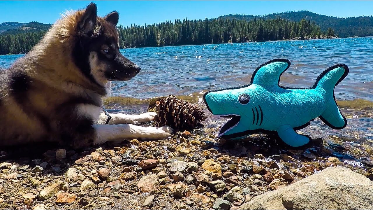 Baby Shark Attacks Husky Puppy: Kakoa's First Camping Trip
