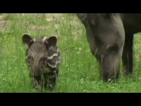 Baby tapir born at Prague Zoo