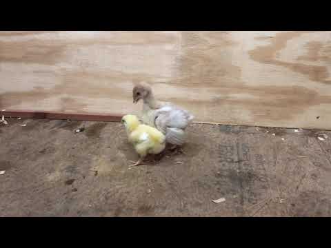 Baby Turkey Meets Baby Chick