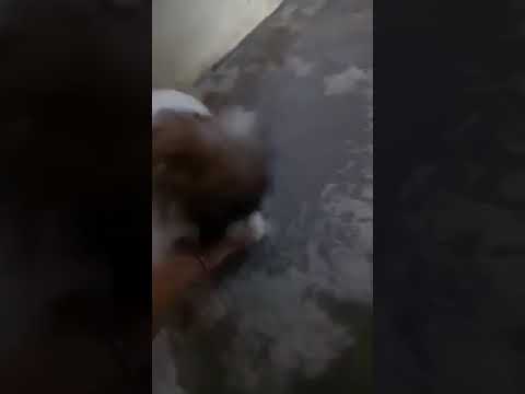 Baby Vanne  playing our dog (ACE)