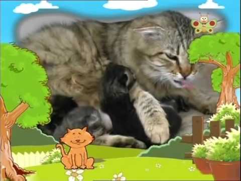 BabyTV   Bim and Bam   cats english