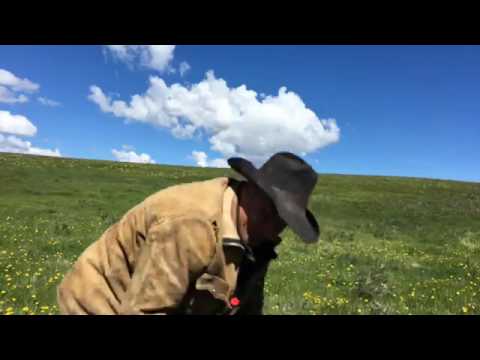 BAC Facebook Live Stream - Calving Season, Part 3