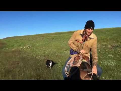 BAC Facebook Live Stream - Calving Season, Part One