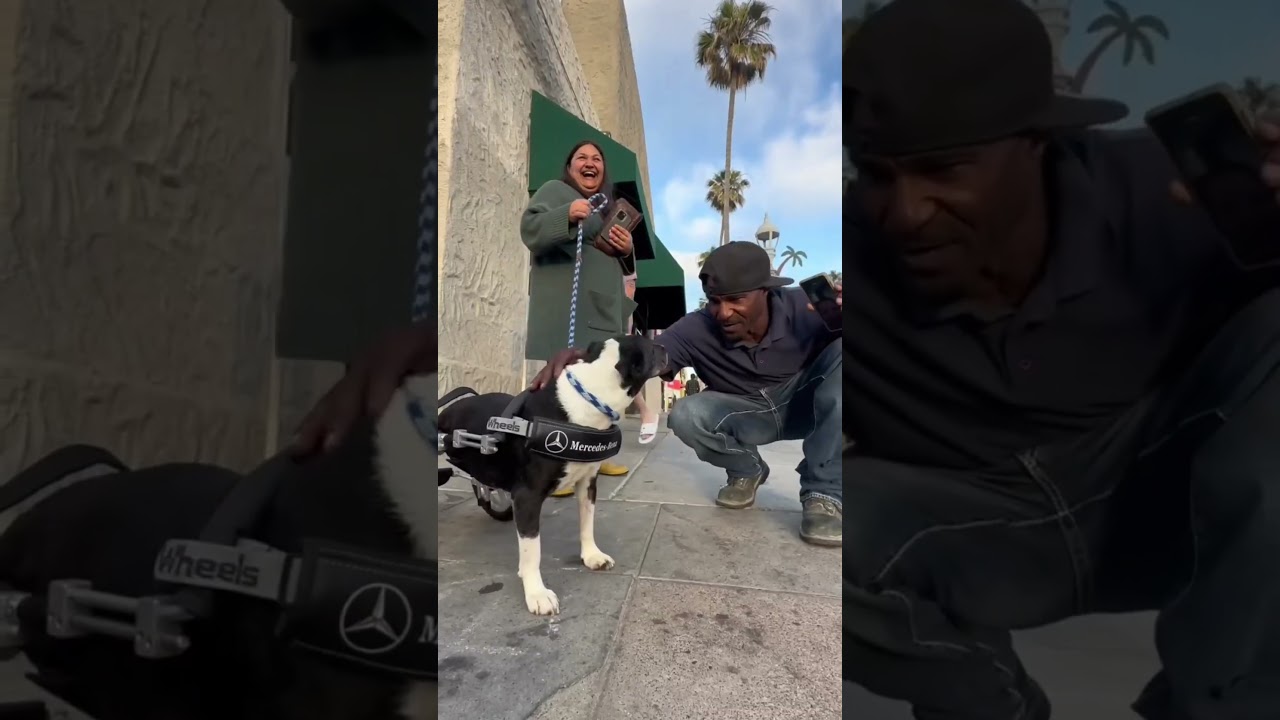 Bacaklarını kaybeden köpeğe Mercedes-Benz'den anlamlı destek