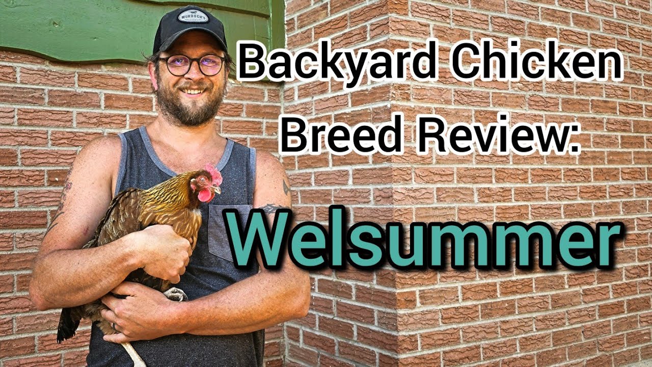 Backyard Chicken Breed Review: Welsummer Hens