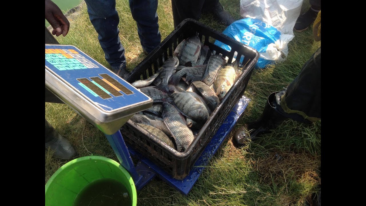 Backyard Fish Farming in Zambia by Ladville Aquatech