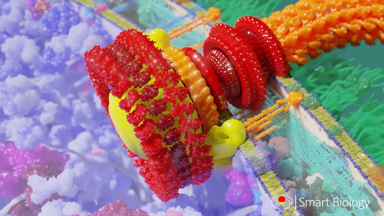 Bacterial Flagellum