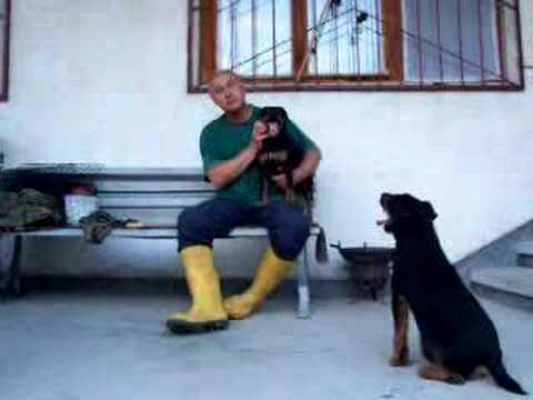 Bagira and Arkan, ferma Belashtitza
