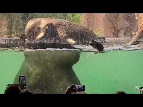 BAGNO DEGLI ELEFANTI ALLO ZOO ORIENTARIUM LODZ POLONIA ELEPHANT BATH POLAND ( VIDEO COMPLETO )