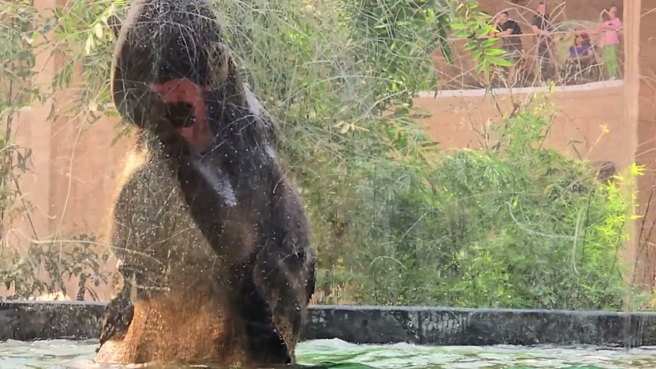 BAGNO DEGLI ELEFANTI ALLO ZOO ORIENTARIUM LODZ POLONIA ELEPHANT BATH POLAND
