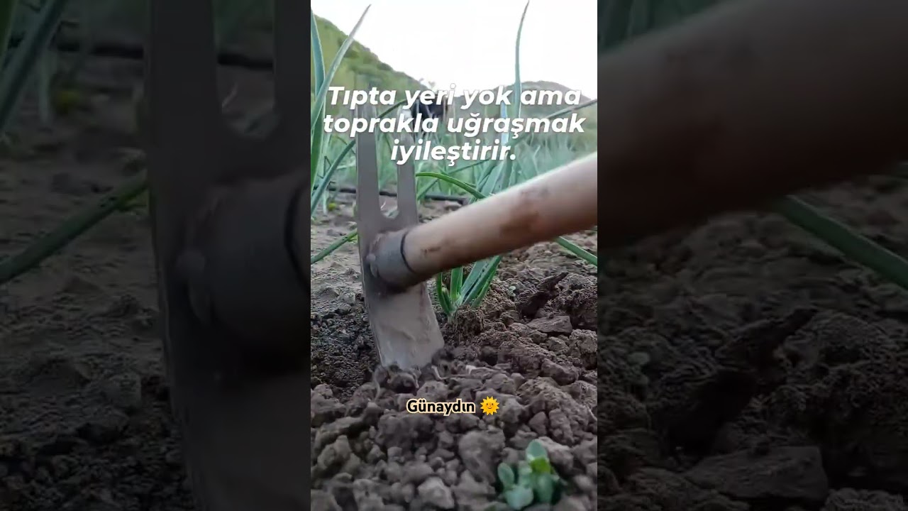 Bahçe severler ❤️ koysun sayımızı bilelim. #bilgi #video #like #tarım #garden #doğa #bahçe #beğeni