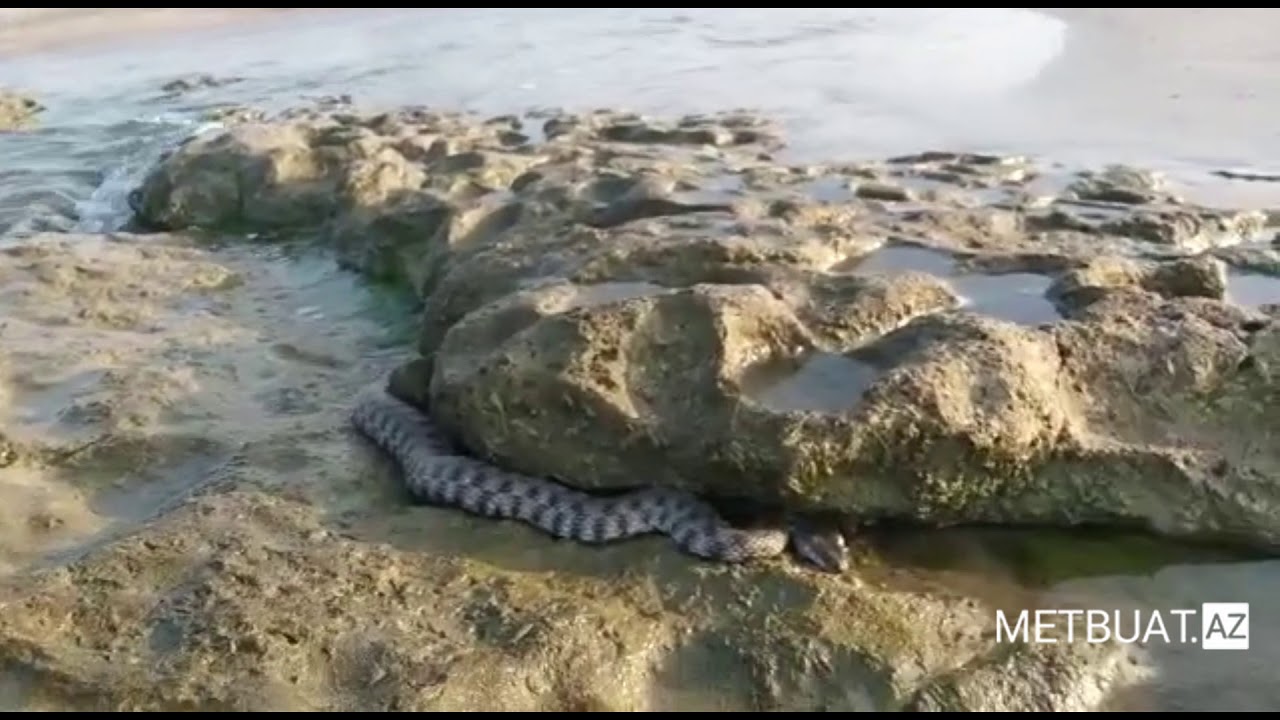 Bakıda çimərlikdə nəhəng ilan insanları vahiməyə saldı