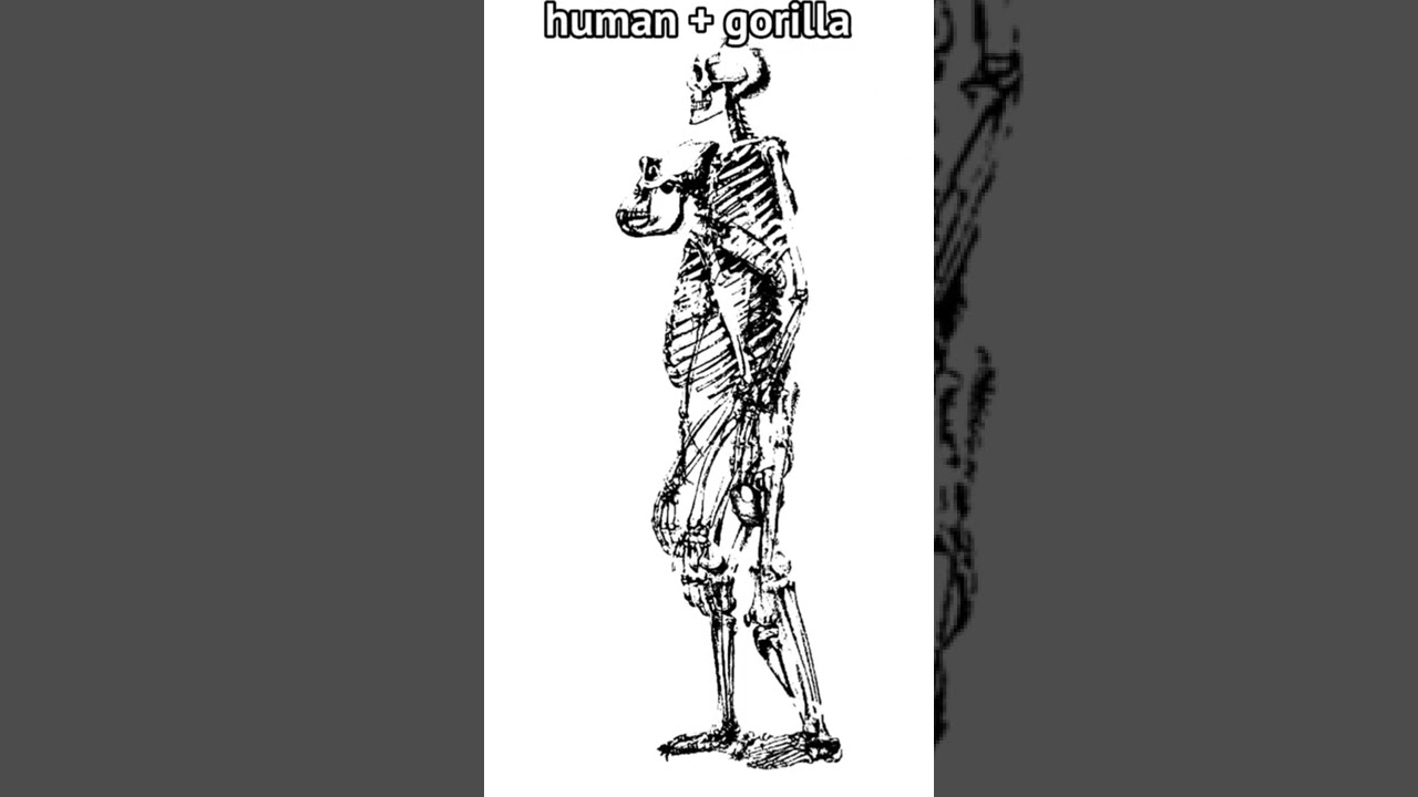 baki characters skeleton💀