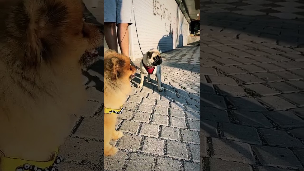 BAKIMLI KÖPEK ÇEKİM INSTAGRAM #SNAP #STORY