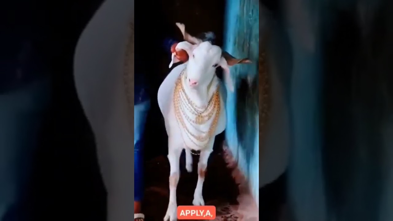 Bakra Eid 🐐 tik tok.  Qurbani🌹2022 #short Video