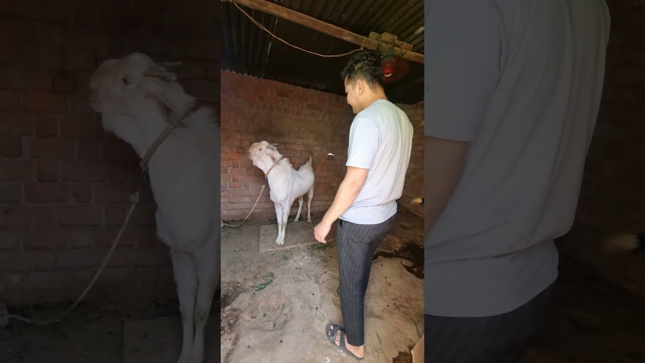 Bakra Mentality 😍 Eid ul Adha 2025🐐 #goat #bakra #shorts #bakraeid