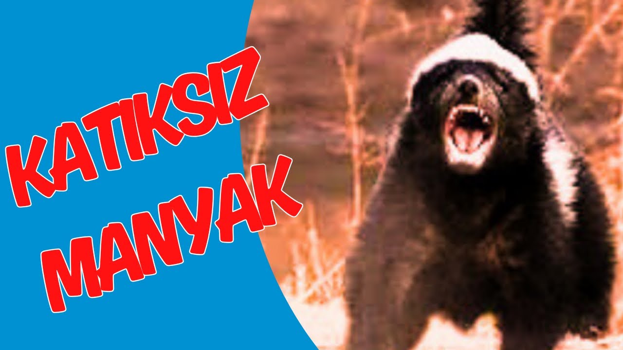 Bal Porsuğu Komik Belgesel Türkçe |  #medyabilgini #balporsuğu