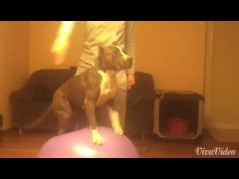 Balance training - amstaff Nora Budulis on the gym ball