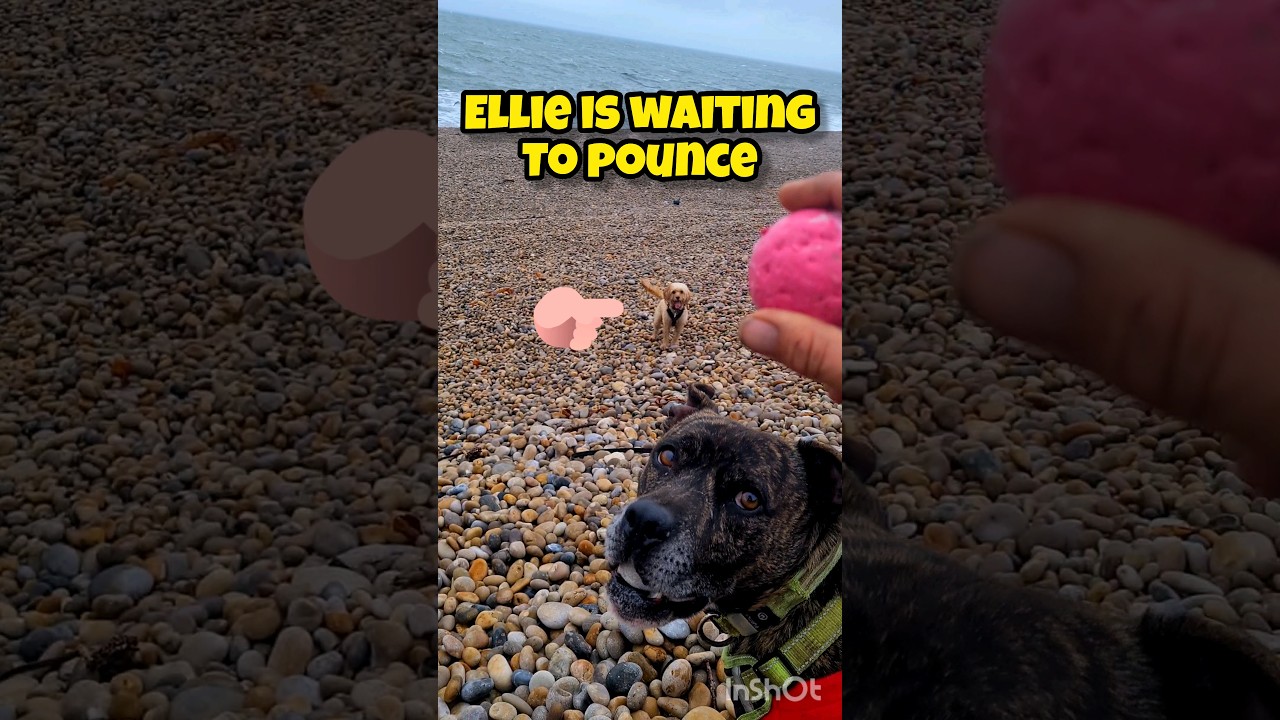 Ball games on a STORM BEACH 🤣 #shorts #dog