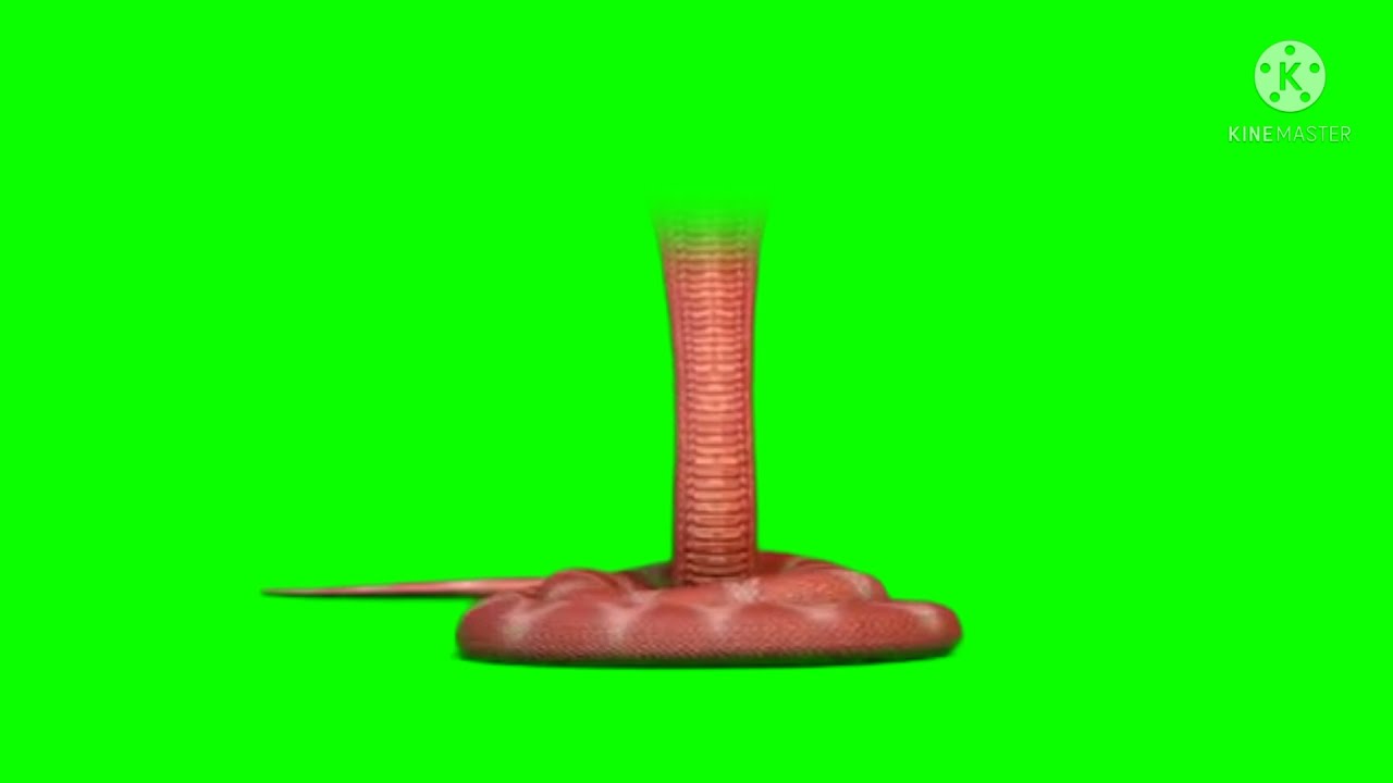 bani half snake green screen
