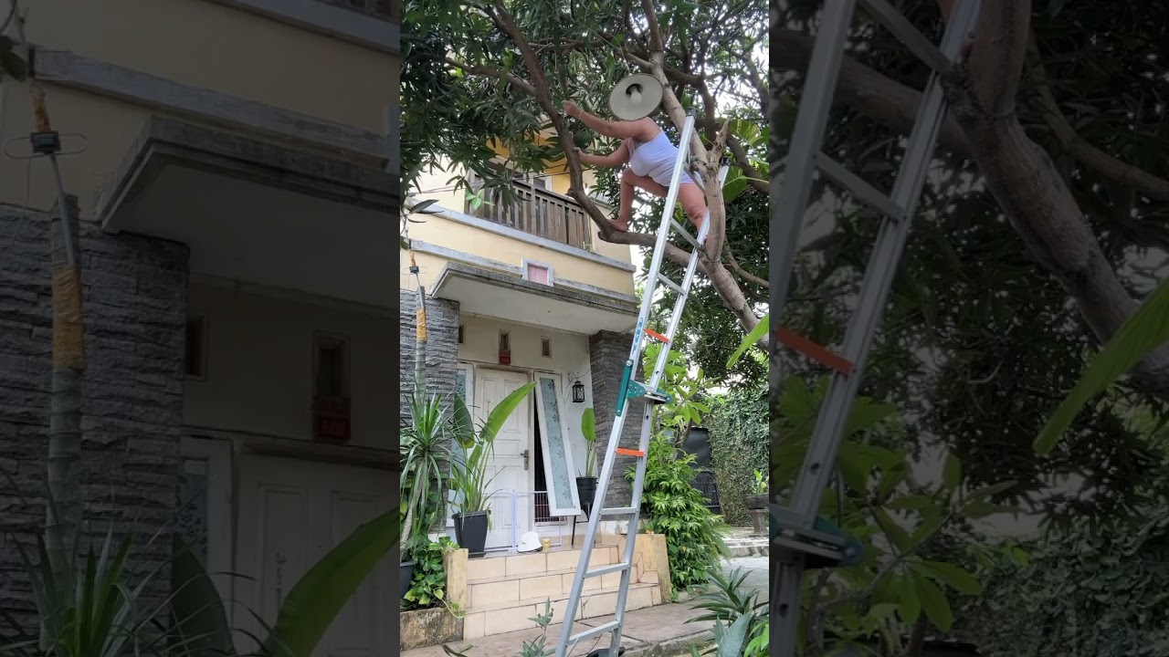 Bantuin Mami Guys Pangkas Pohon Mangga #vlog