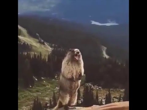 Bağıran Sincap :)