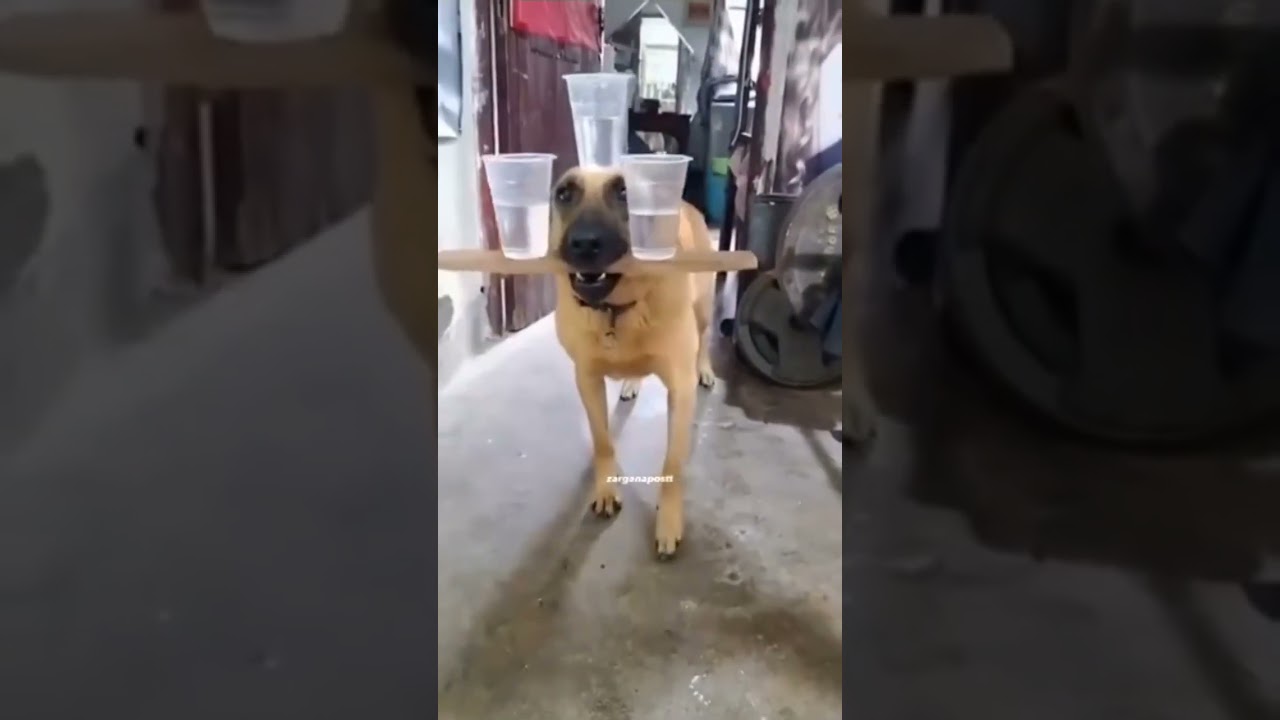 BARDAK TAŞIYAN KÖPEK #shortvideo #shorts #köpek #dog #bardak