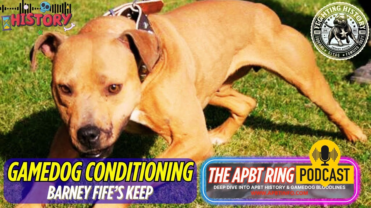 Barney Fife's Keep – The Science Behind PitBull Gamedog Conditioning!