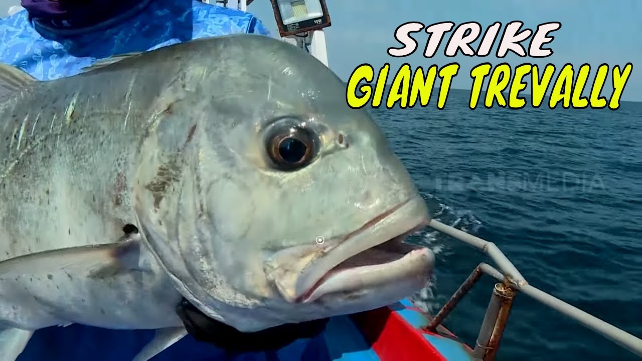 Battle Fishing Sengit Di Perairan Sabang | MANCING MANIA STRIKE BACK (03/02/24) Part 1