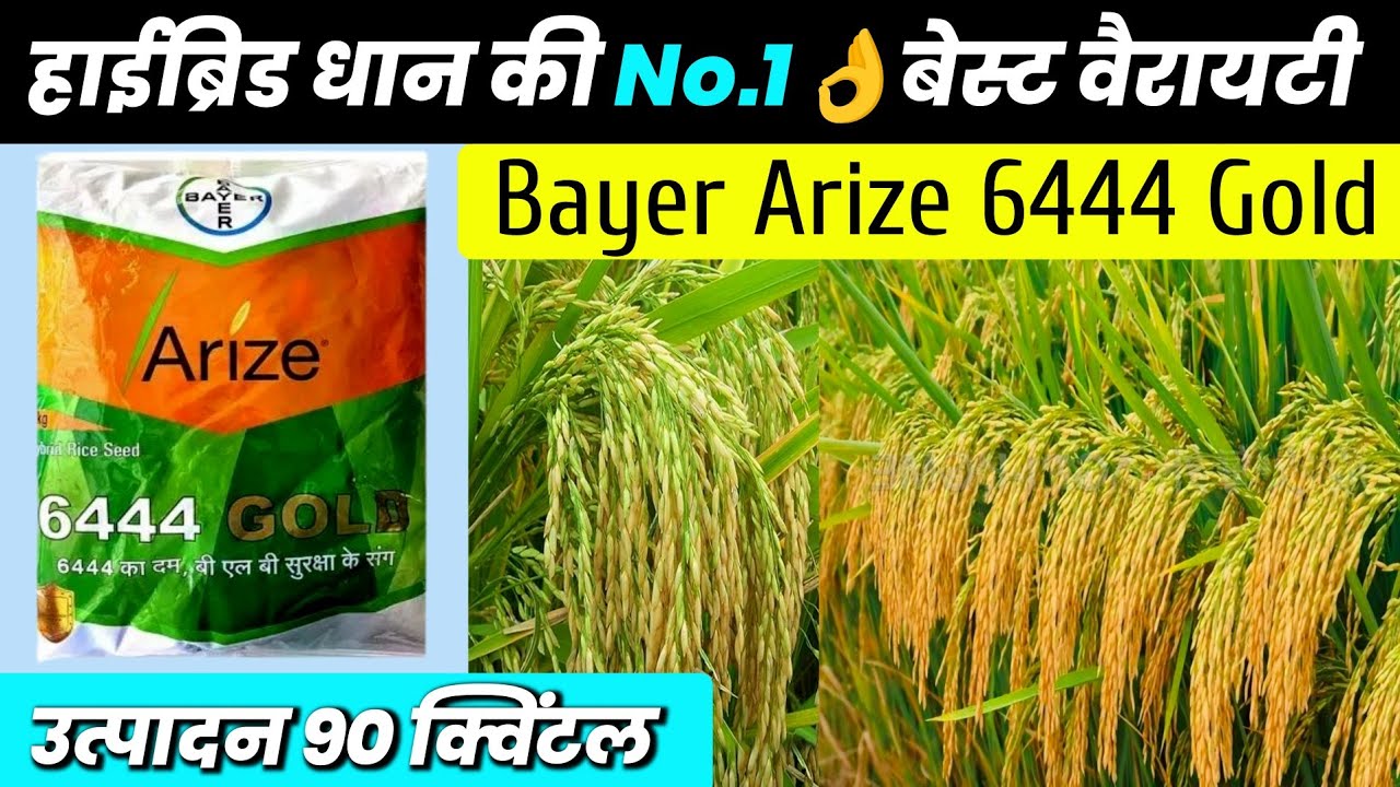 Bayer Arize 6444 Gold | Hybrid dhaan 6444 Gold variety | Dhaan ki best variety | धान की खेती