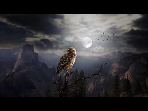 Baykuş Sesleri - Gece Baykuş Sesleri - Rahatlatıcı Orman Sesleri