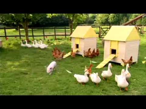 BBC   CBeebies   Big Barn Farm Big Barn Farm Theme Song
