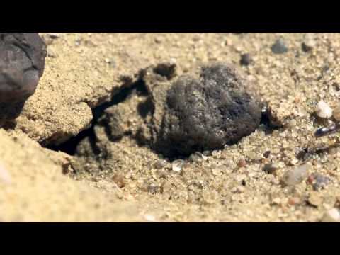 BBC Silver Desert Ant, Cataglyphis, Sahara Desert