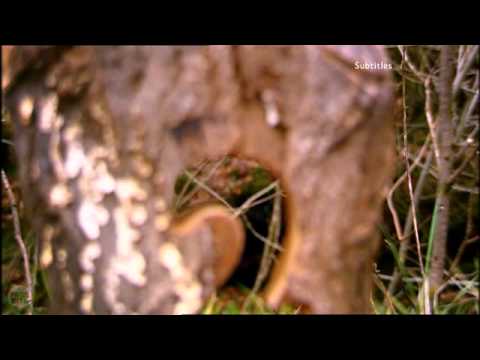 BBC Two ident 2008 - Back to Nature A