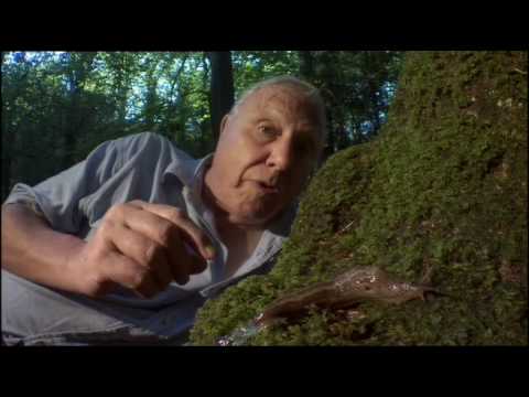 BBC Who Knew Slugs Could Be So Romantic